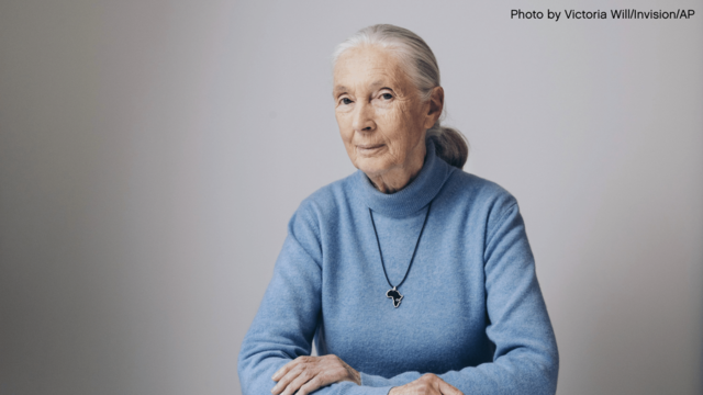 Jane Goodall in a blue sweater 