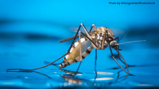 mosquito standing in water